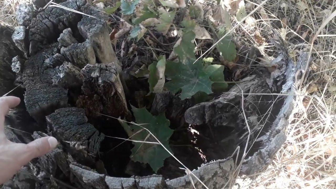 Дачники розповіли, як швидко позбутися пенька після спилювання дерева