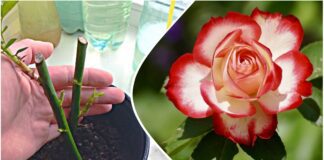 Садівники розповіли, як правильно укорінювати троянди в компості