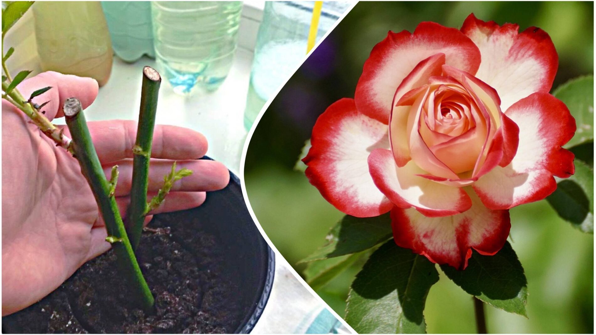 Садівники розповіли, як правильно укорінювати троянди в компості