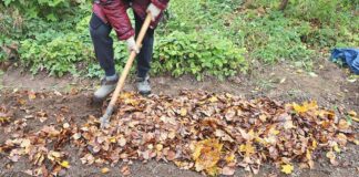 Городники розповіли, як приготувати добриво з опалого листя