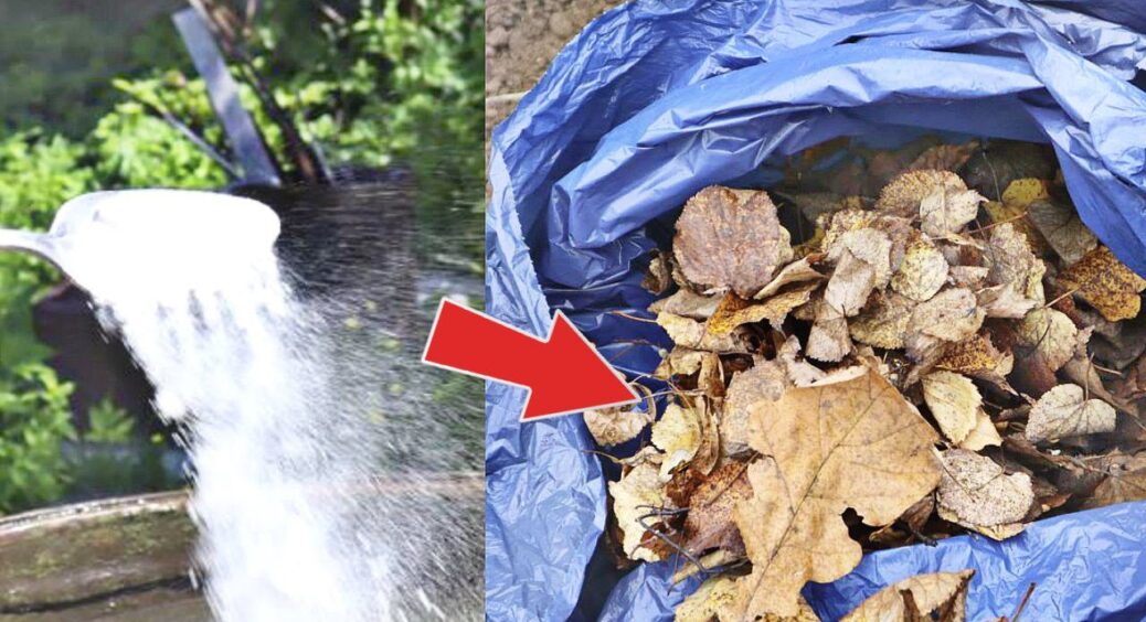 Кидаю 3 ложки в опале листя – і отримую ідеальне добриво за “копійки”: тепер гній та перегній не застосовую 