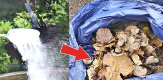 Городники розповіли, як перетворити осіннє опале листя на цінне добриво