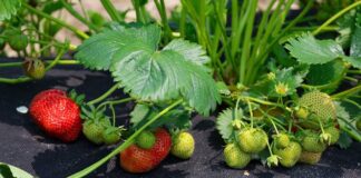 Агрономи розповіли, чим найкраще підгодувати полуницю в листопаді