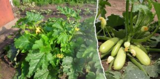 Який сорт кабачків найкращий