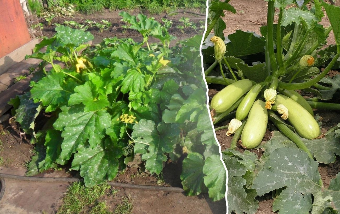 Який сорт кабачків найкращий