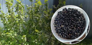 Коли не можна обрізати чорну смородину