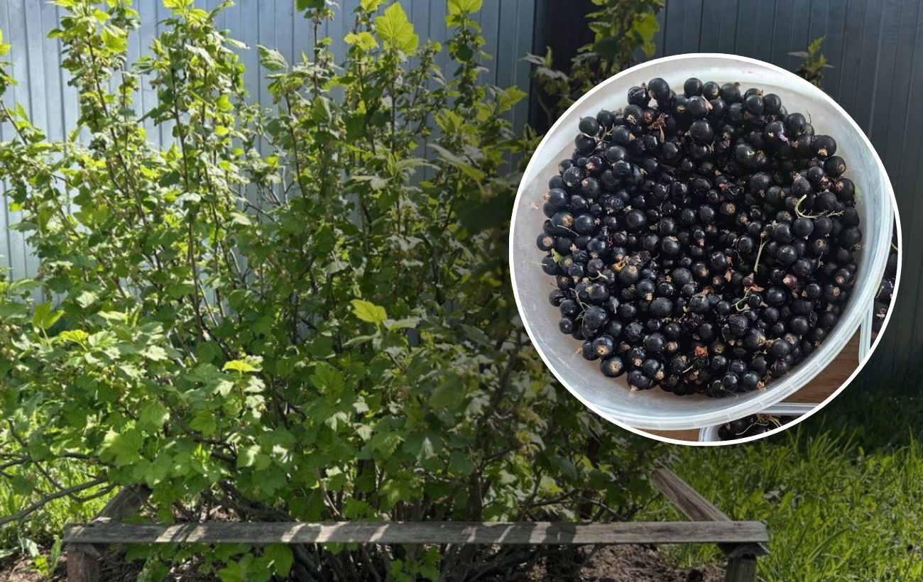 Коли не можна обрізати чорну смородину