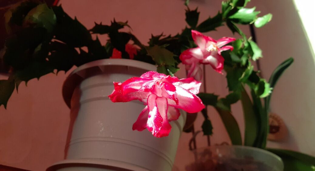 Капнула 10 г у воду – і декабрист зацвів моментально, і цвістиме 3 місяці поспіль: найкраще підживлення 