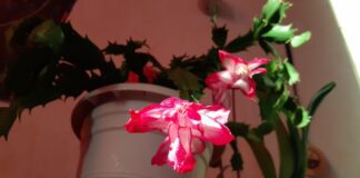 Як стимулювати цвітіння декабриста взимку