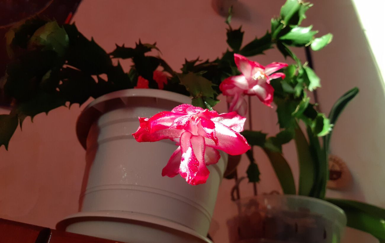 Як стимулювати цвітіння декабриста взимку