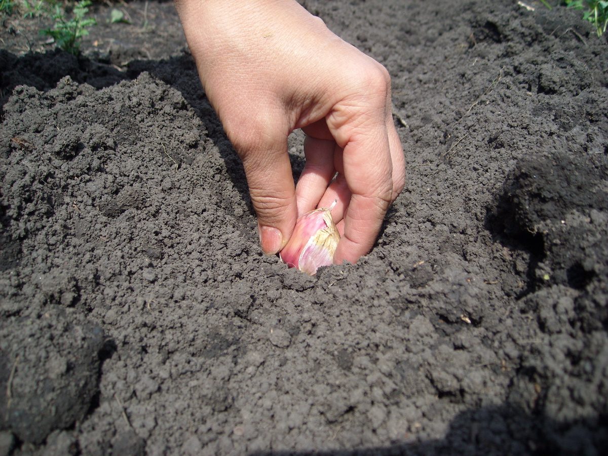 Експерти розповіли, як не дати зимовим морозам погіршити врожайність озимого часнику