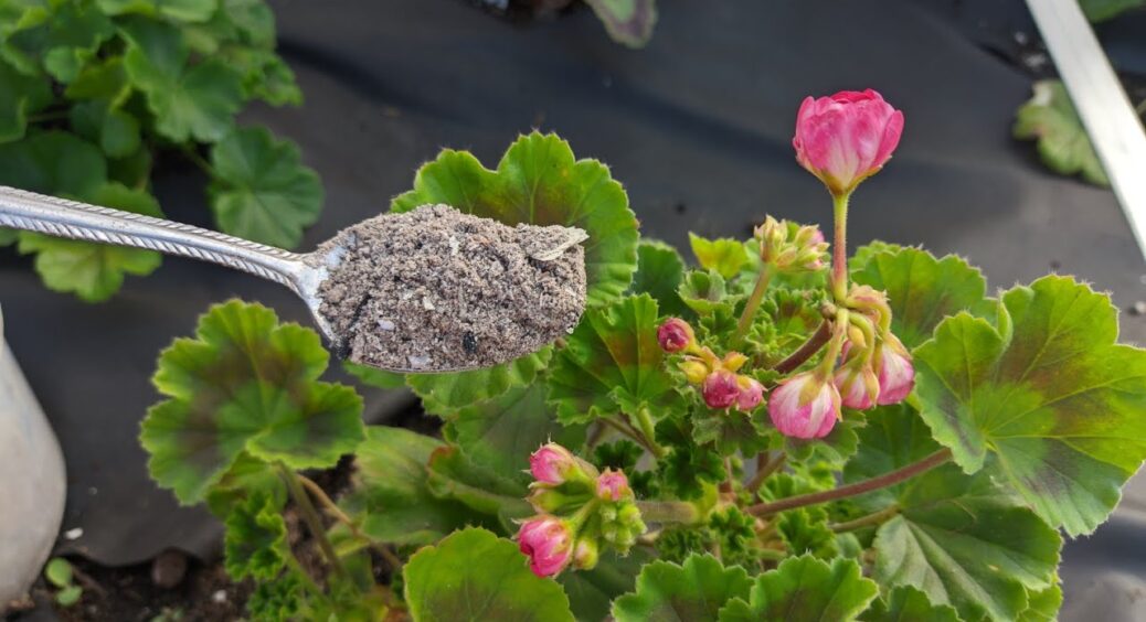 1 ложку у воду – і герань перетворюється на королеву підвіконня: цвіте пишніше за всіх. Трюк квітникарів 