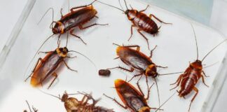 Експерти назвали екологічний спосіб позбутися тарганів