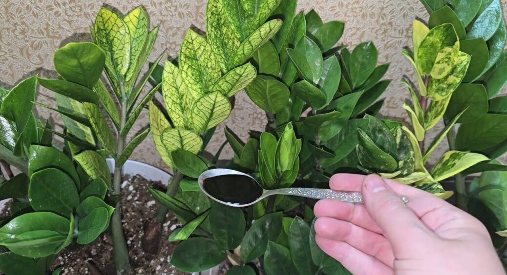 Заміокулькас так і просить: бризкаю по листю – і зелень росте, як на дріжджах: копійчана “підкормка” 
