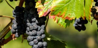 Городники розповіли, як правильно обрізати виноградну лозу на зиму