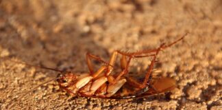 Господині назвали простий спосіб, який допоможе врятуватися від тарганів