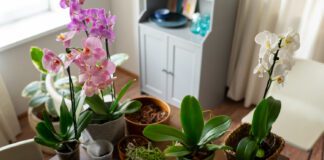 Експерти розповіли, як утримати в нормі рівень вологості кімнатних рослин узимку