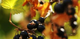 Агрономи розповіли, що ніколи не можна садити поруч зі смородиною