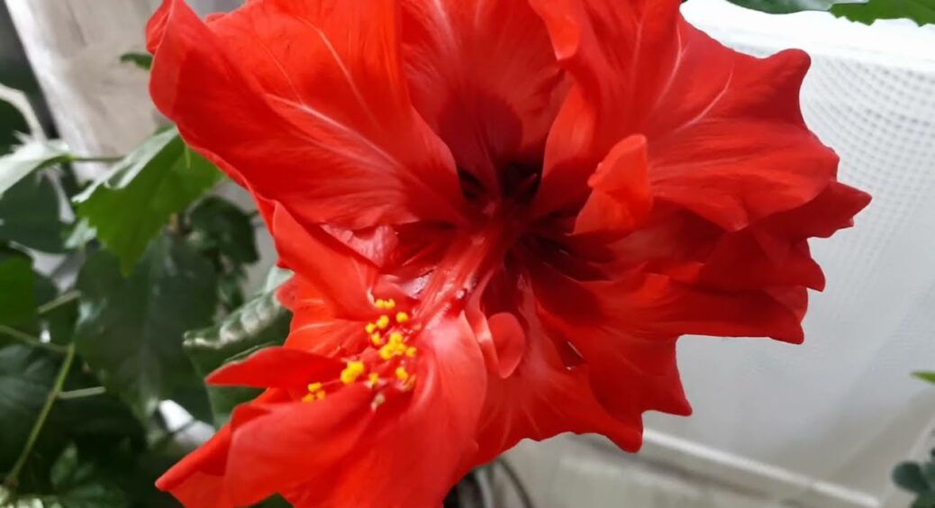 Феєрверк квітів усі 365 днів: просто дотримуюсь кількох правил у догляді за гібіскусом – цвіте без зупинки 