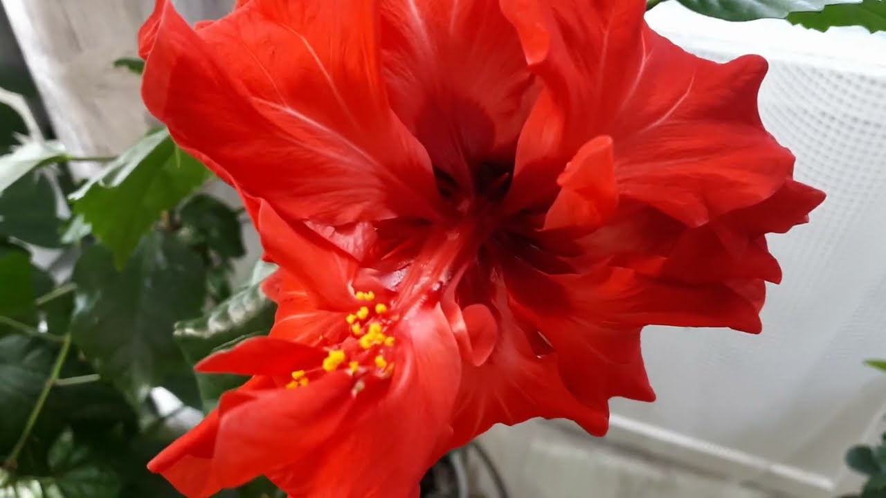 Квітникарі розповіли, як доглядати за гібіскусом, щоб він цвів цілий рік