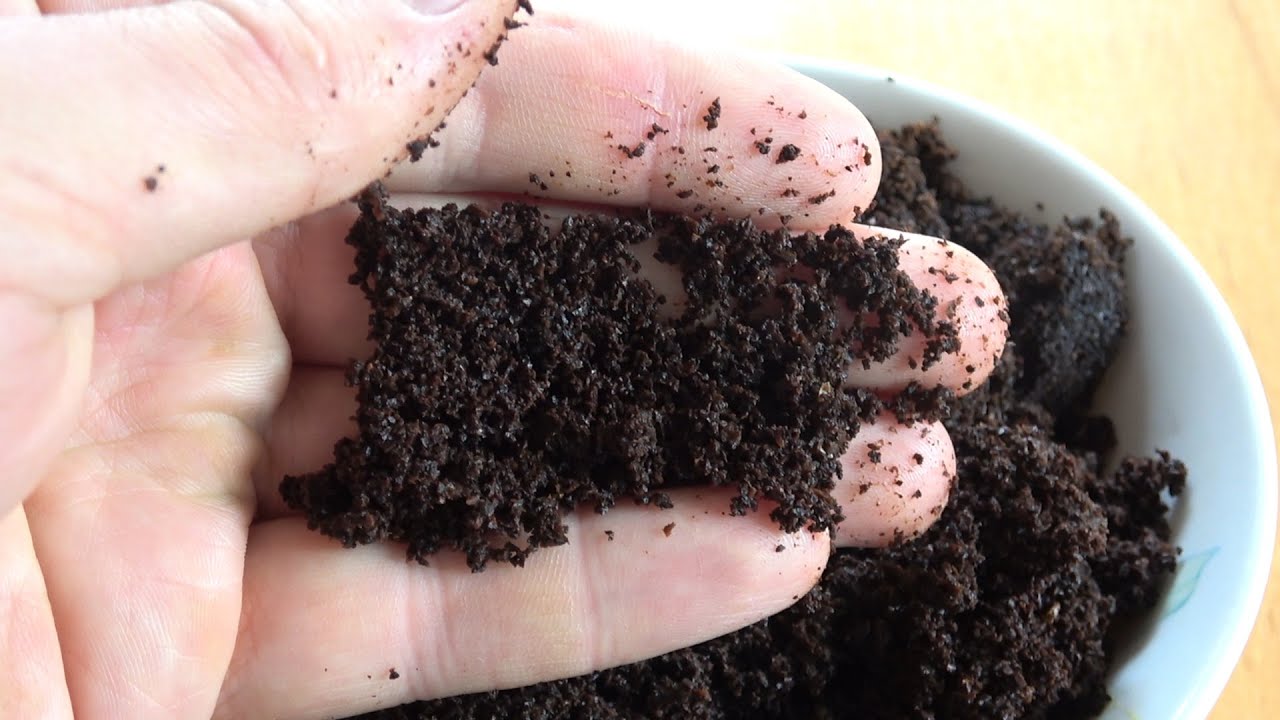 Агрономи розповіли, як звичайна кавова гуща допоможе перетворити сад та город