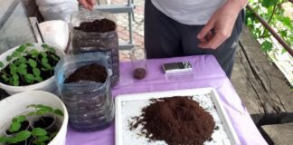 Агрономи розповіли, як звичайна кавова гуща допоможе перетворити сад та город