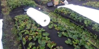 Городники розповіли, коли потрібно вкривати полуницю на зимівлю 