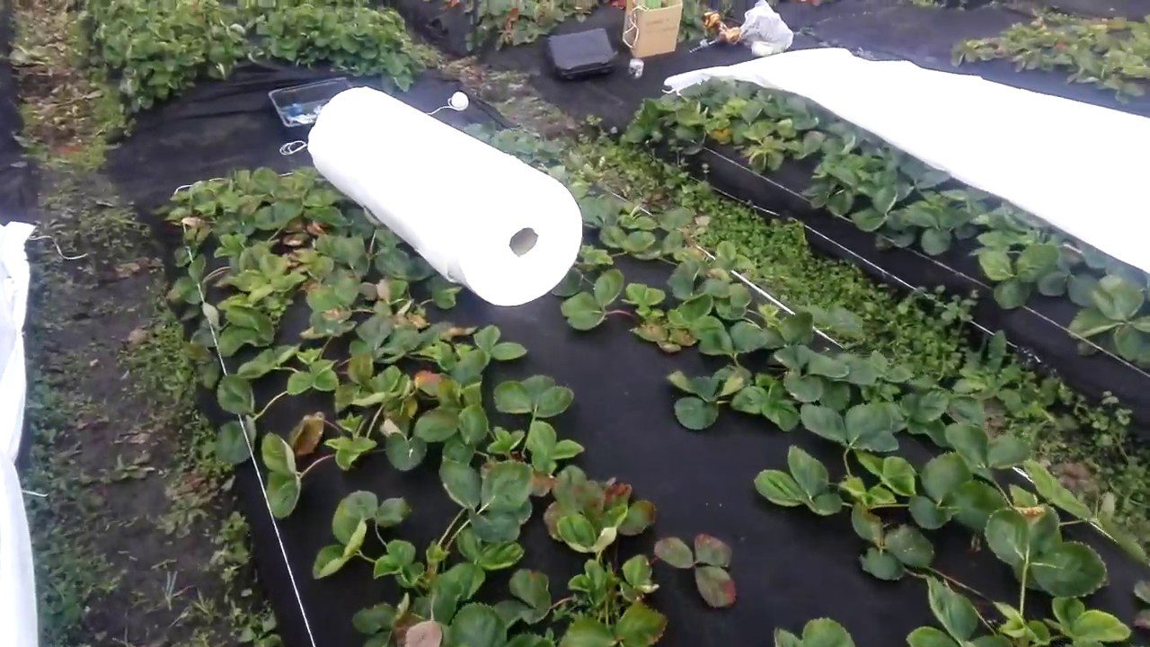 Городники розповіли, коли потрібно вкривати полуницю на зимівлю 