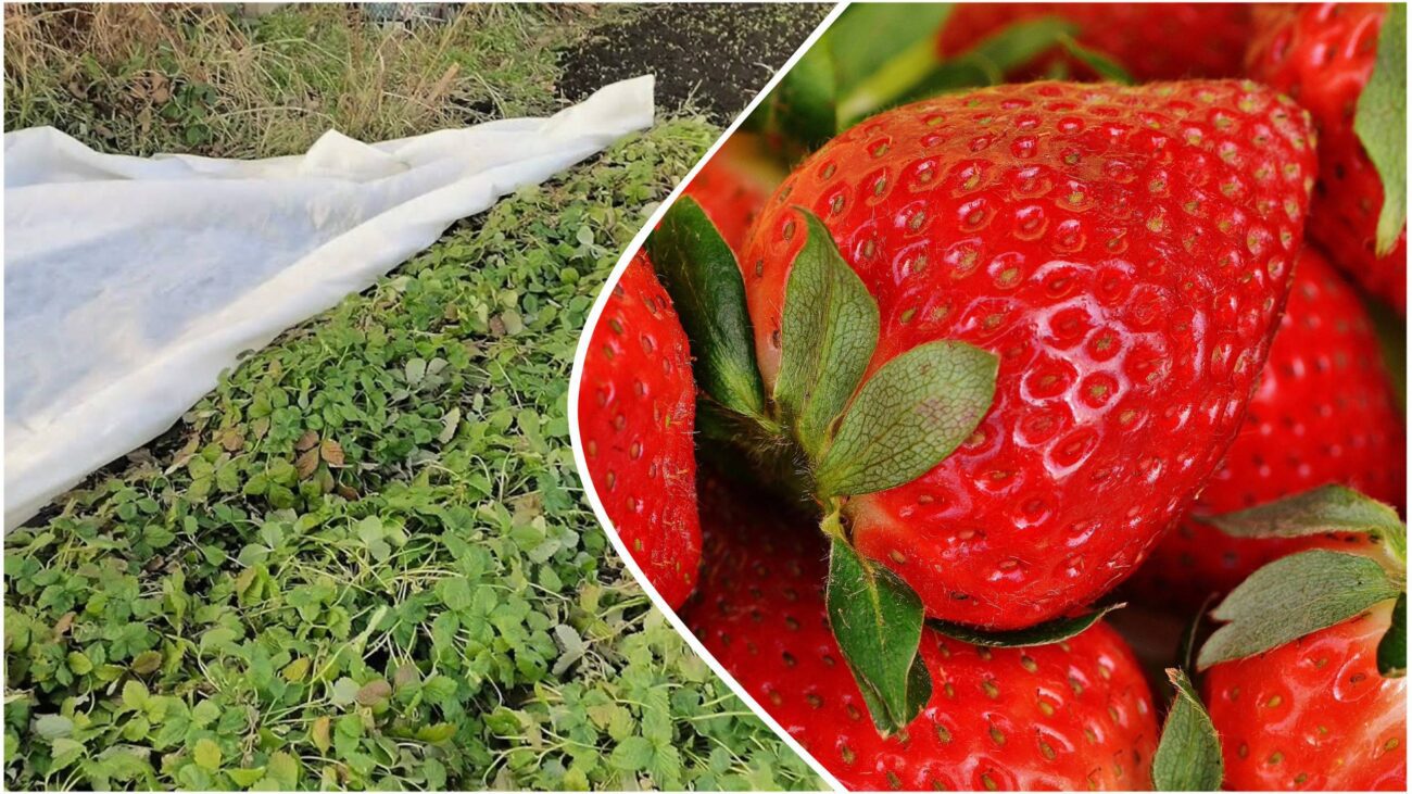 Садівники розповіли, як у листопаді утеплити полуницю