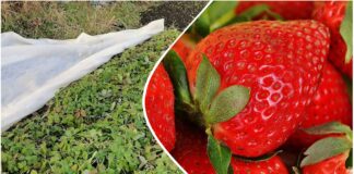 Садівники розповіли, як у листопаді утеплити полуницю