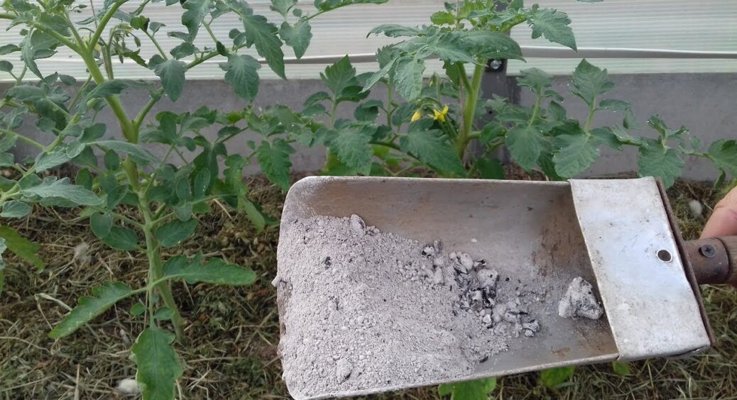 Кидаю 3 жменьки в деревний попіл – і отримую ідеальне добриво за “копійки”: тепер перегній не застосовую 