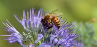 Агрономи розповіли, як правильно посіяти фацелію для покращення ґрунту