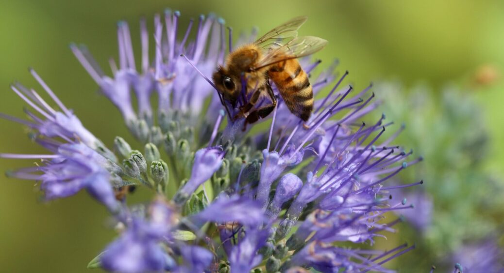 Фацелія – цінне зелене добриво для будь-якого городу: дідусь-агроном розповів усе про користь та вирощування 