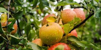 Садівники розповіли, як омолодити стару яблуню та зберегти унікальні сорти