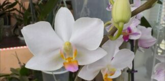 Квітникарі поділилися рецептом стимулюючого коктейлю для орхідеї