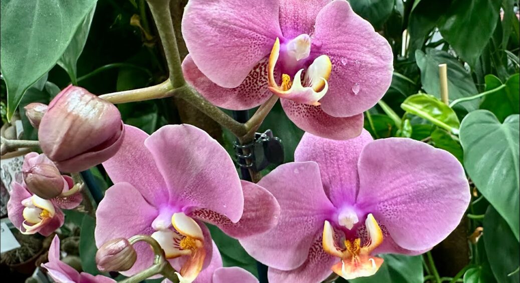 Відтепер моя орхідея цвіте без перерви: раз на місяць поливаю її водою з 1 дешевим кухонним засобом 