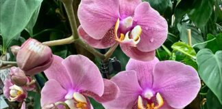 Садівники пояснили, чому бурштинова кислота так важлива для орхідей 