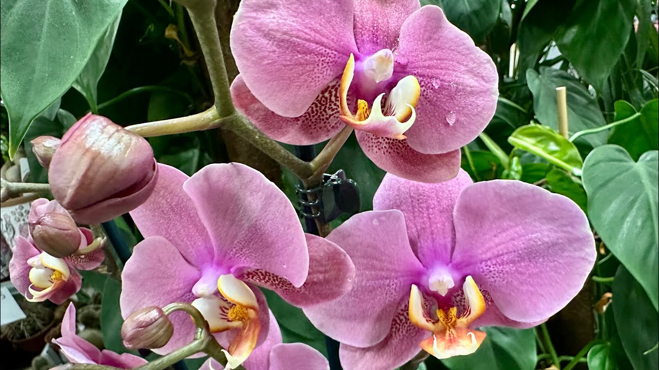 Садівники пояснили, чому бурштинова кислота так важлива для орхідей 