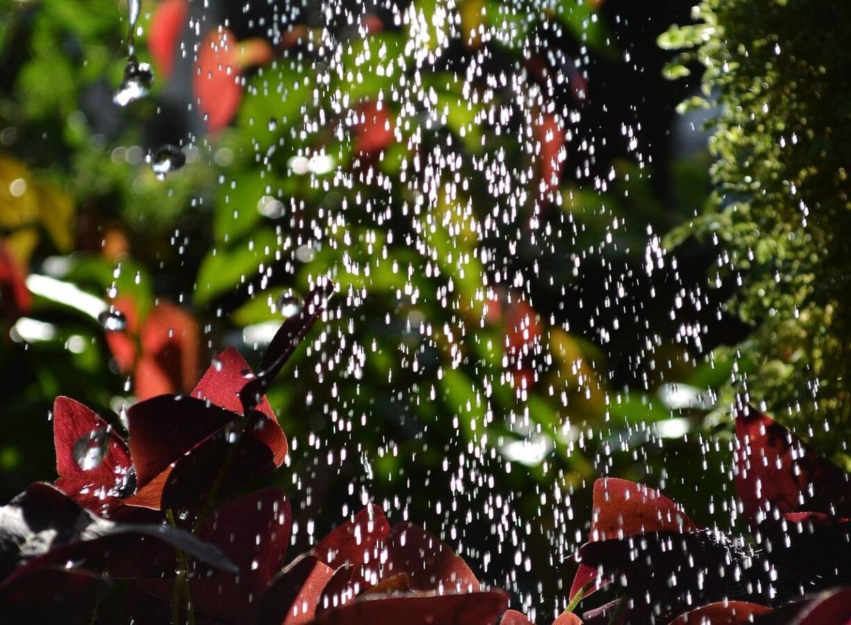 Городники розповіли, як приготувати підживлення зі шкаралупи волоських горіхів