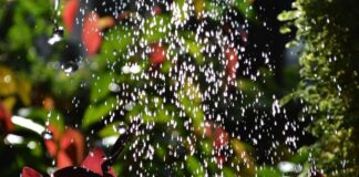 Городники розповіли, як приготувати підживлення зі шкаралупи волоських горіхів