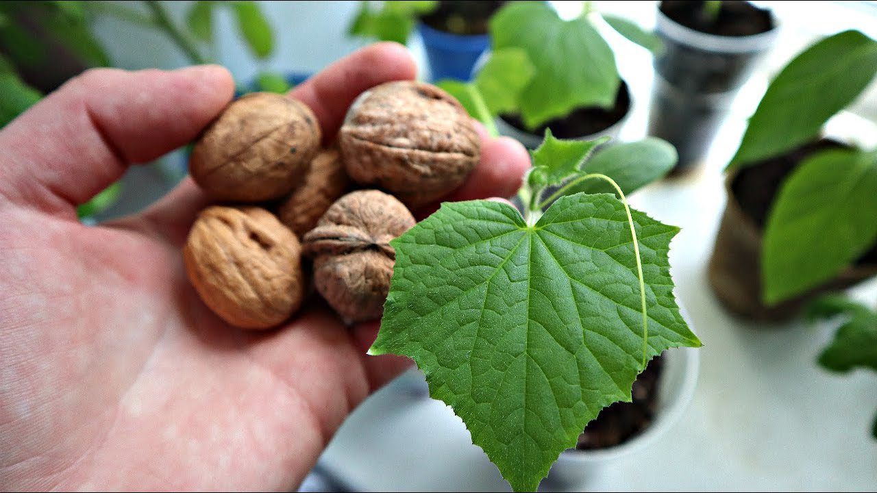 Городники розповіли, як приготувати підживлення зі шкаралупи волоських горіхів