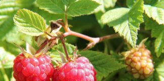 Городники пояснили, чому не варто чіпати ґрунт під малиною восени 