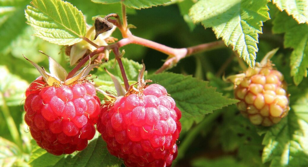 Малину завжди обрізаю вчасно: дивлюсь лише на ці 2 ознаки – і кущі відмінно зимують, 98% пагонів виживає 