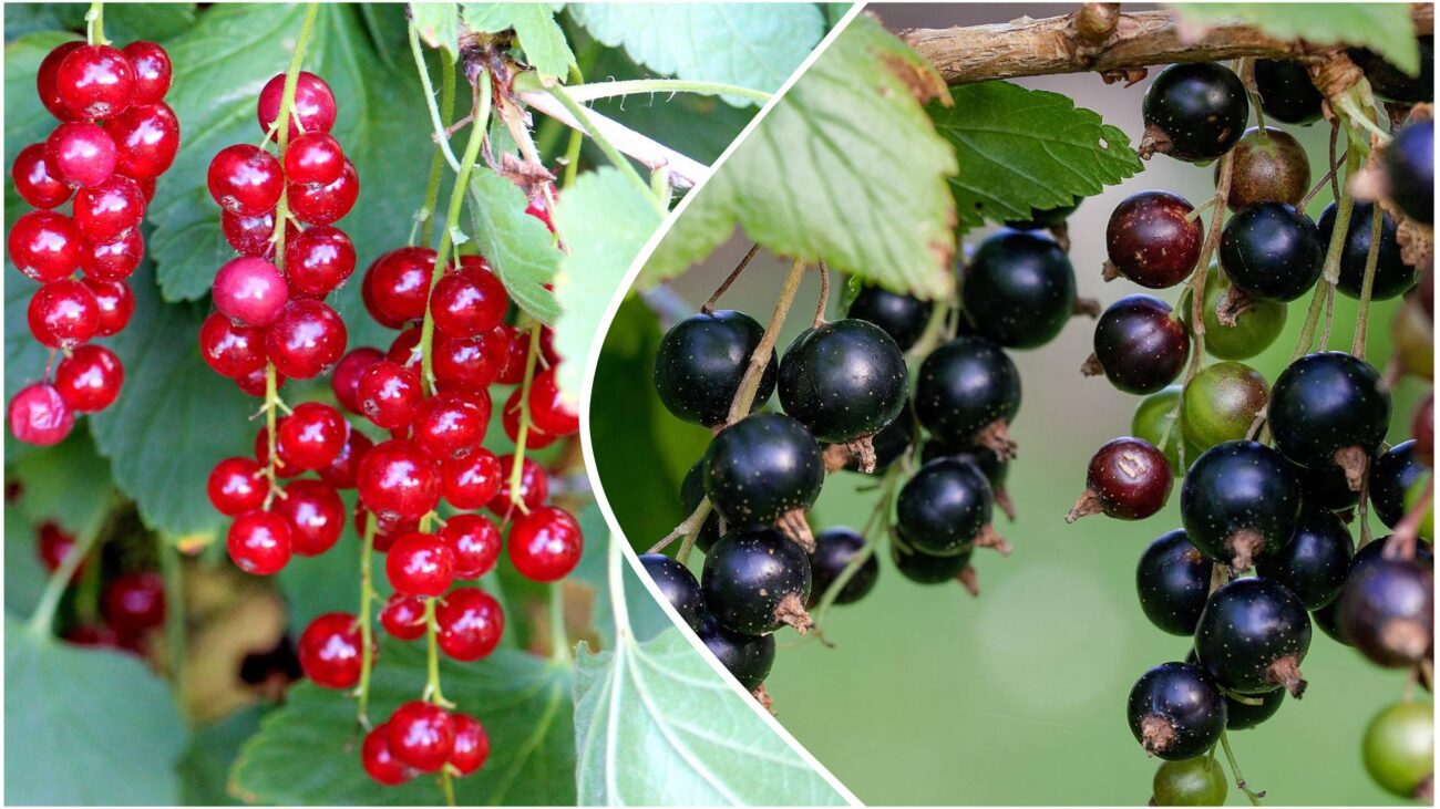 Городники назвали користь бананових шкірок восени для городу 