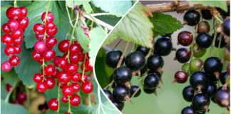 Городники назвали користь бананових шкірок восени для городу 