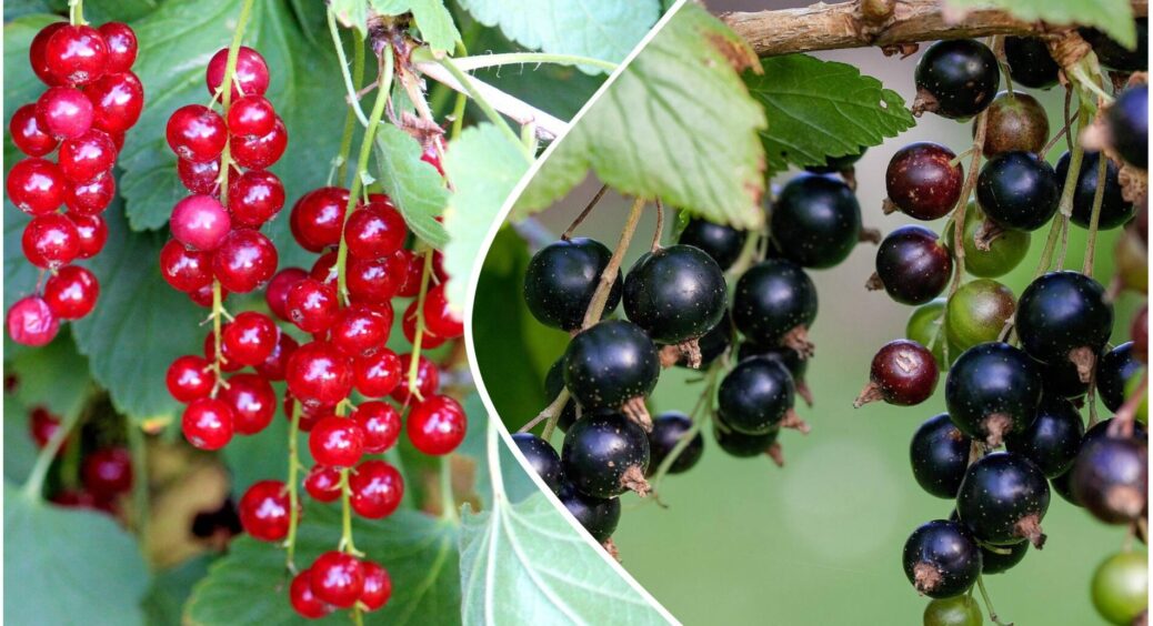 Закопую шкірки від бананів у землю перед морозами — смородина вибухає приростом навесні 