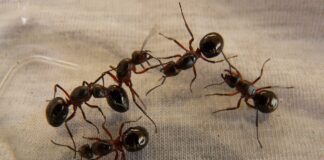 Дачники розповіли, як надійно захистити продукти в погребі та коморі від мурах