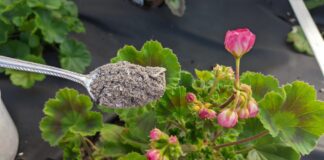 Квітникарі поділилися рецептом підживлення герані на основі простих інгредієнтів