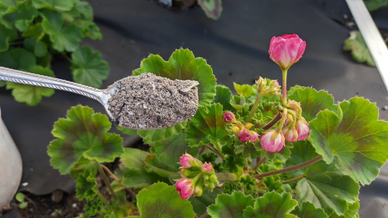 Квітникарі поділилися рецептом підживлення герані на основі простих інгредієнтів