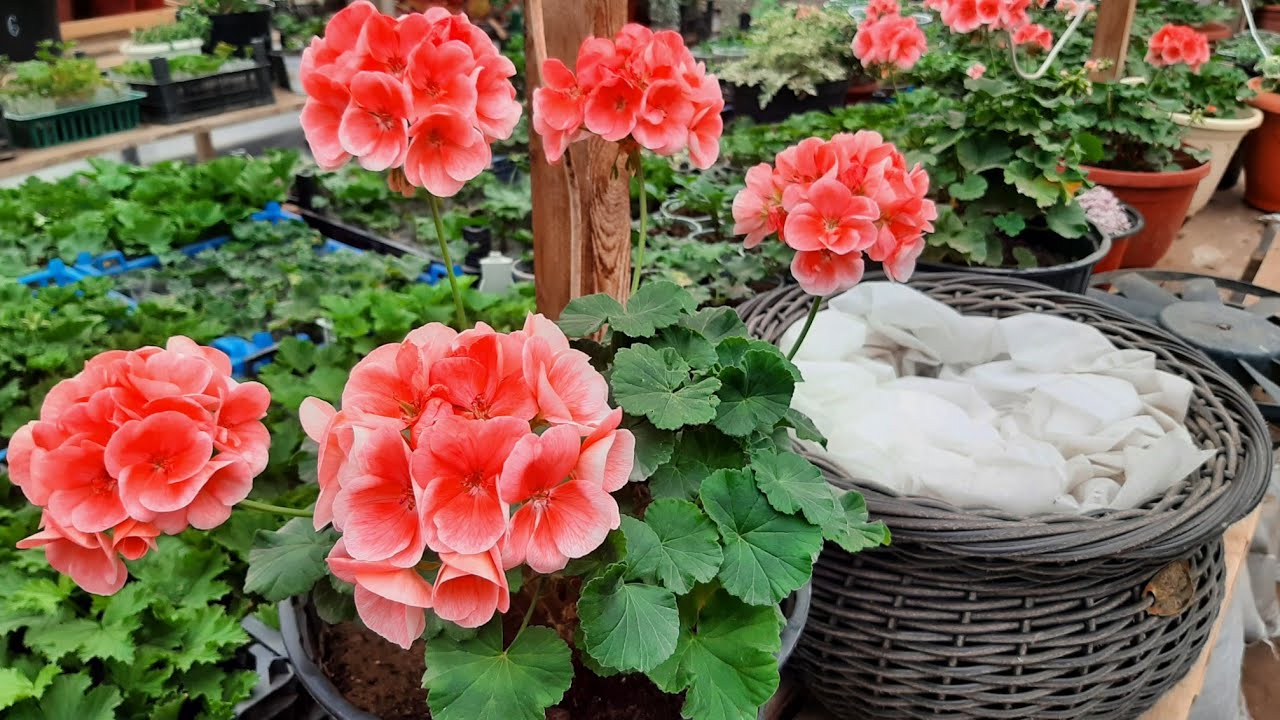 Квітникарі поділилися рецептом підживлення герані на основі простих інгредієнтів